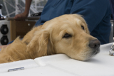 relaxing retriever whwscl12 wed rmc 2976